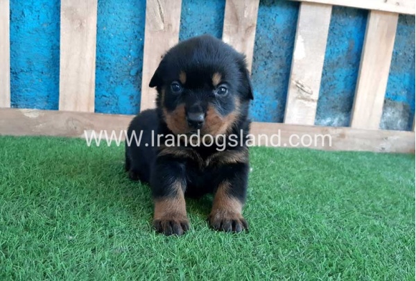 --rottweiler-57_4