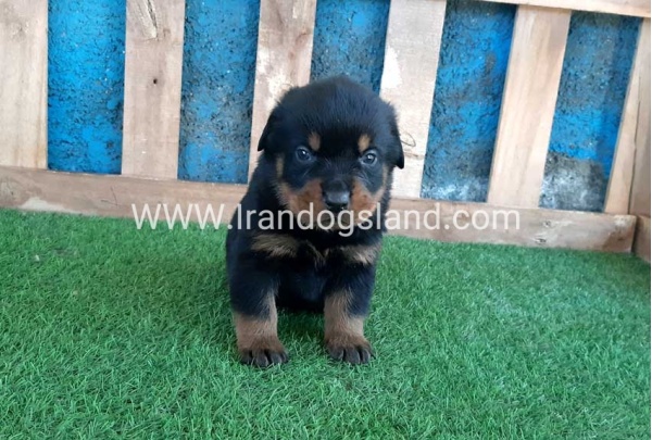 --rottweiler-57_5