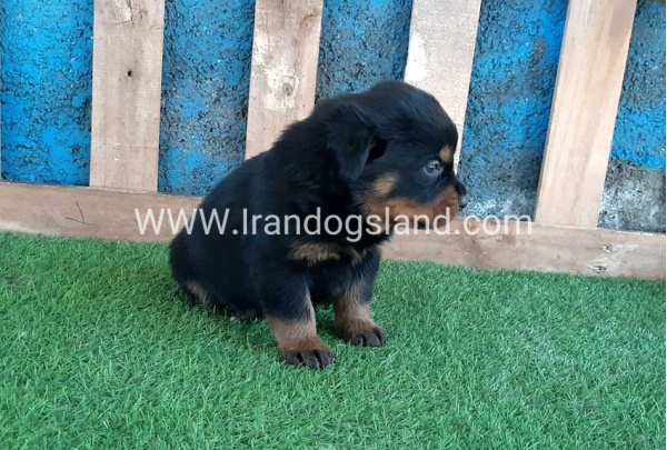 --rottweiler-57_6
