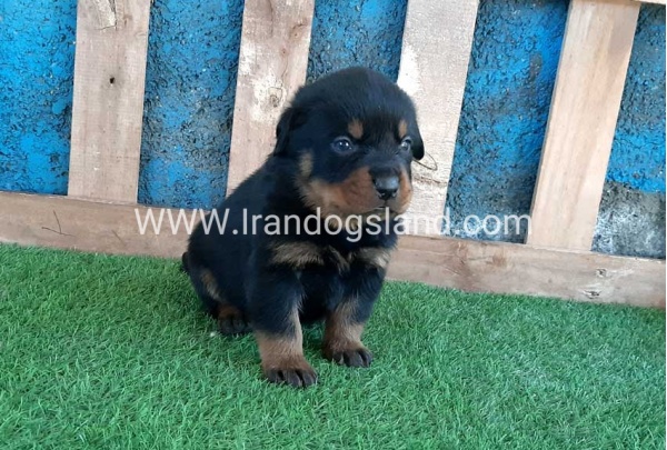 --rottweiler-57_7