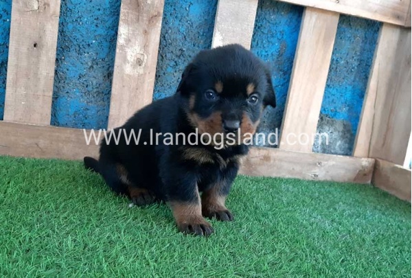 --rottweiler-57_8