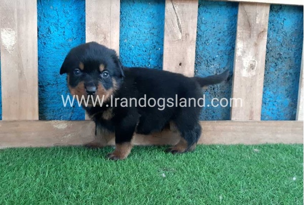 --rottweiler-57_9