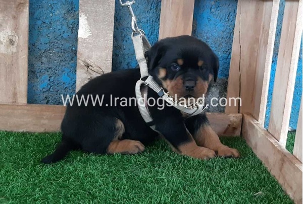 --rottweiler-58_1