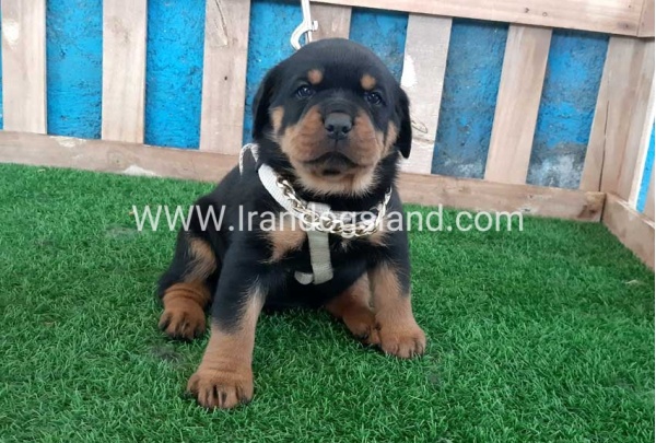 --rottweiler-58_2