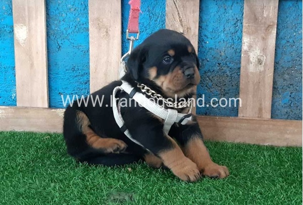 --rottweiler-58_3