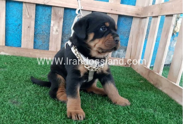 --rottweiler-58_4