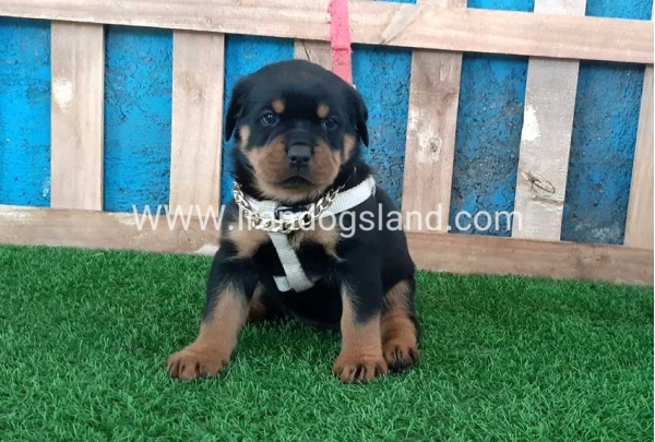 --rottweiler-58_5