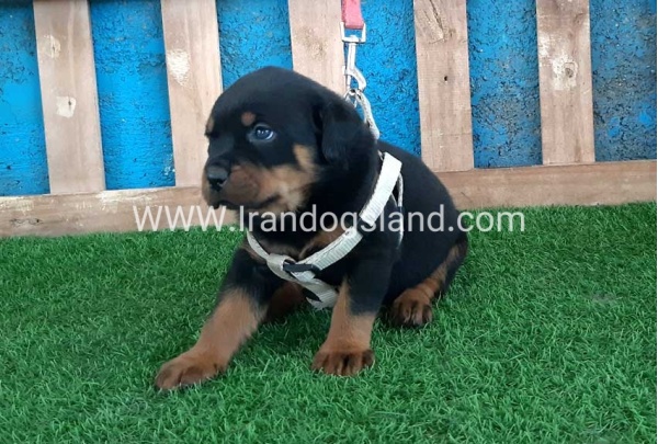 --rottweiler-59_1