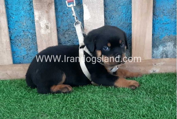 --rottweiler-59_10