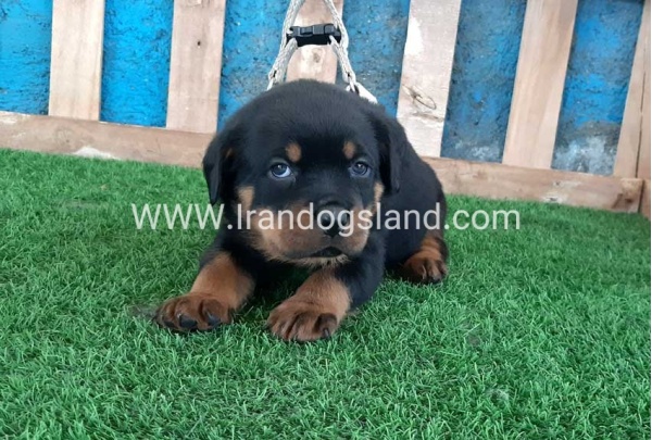 --rottweiler-59_2