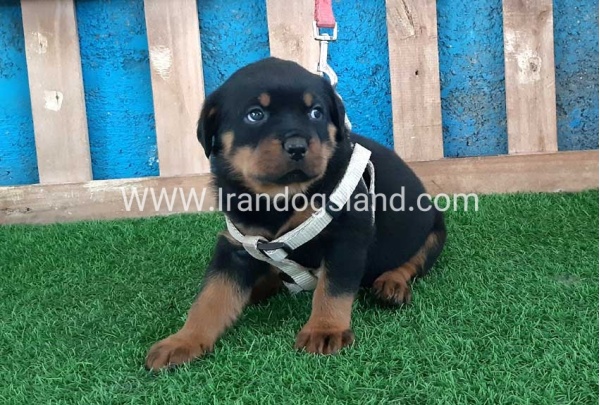 --rottweiler-59_3