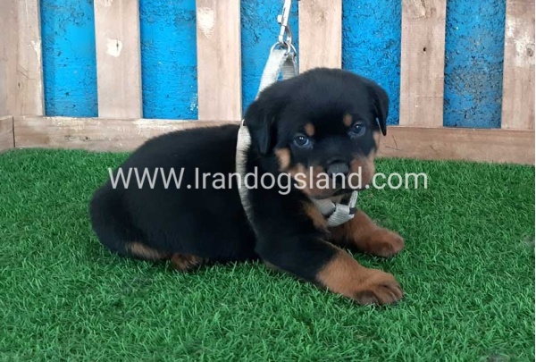 --rottweiler-59_4