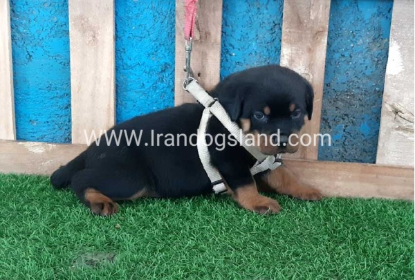 --rottweiler-59_5