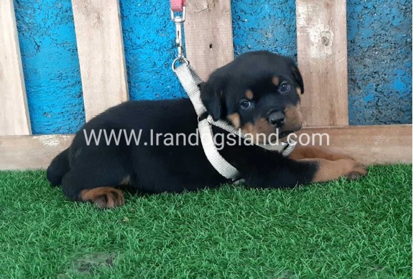 --rottweiler-59_6