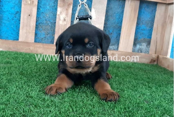 --rottweiler-59_7