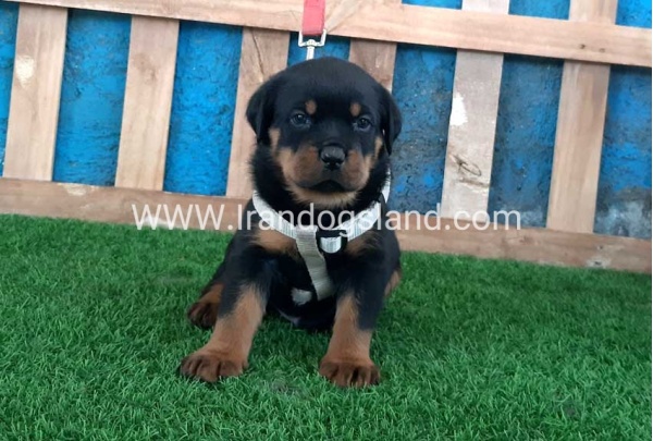 --rottweiler-59_8