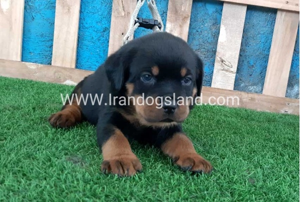 --rottweiler-59_9
