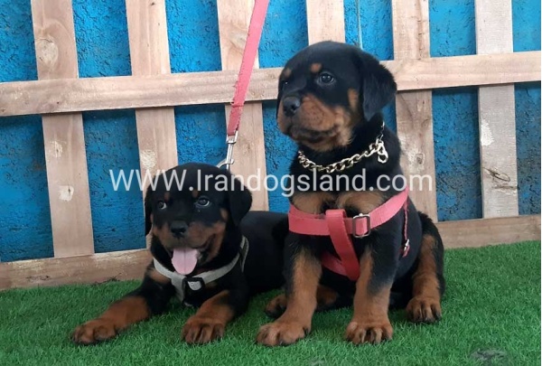 --rottweiler-60_1