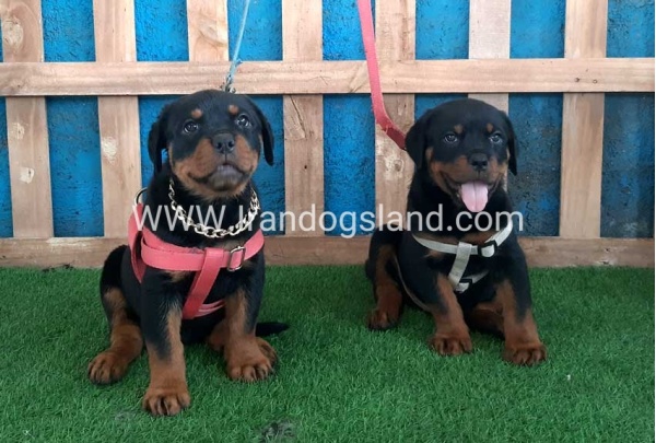 --rottweiler-60_10_1181955928
