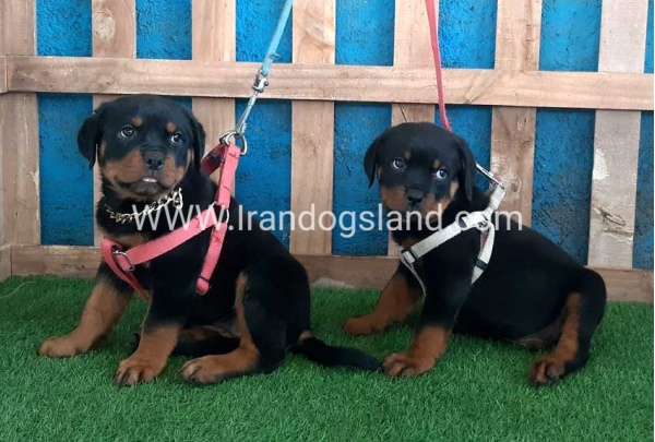--rottweiler-60_11_1329067740