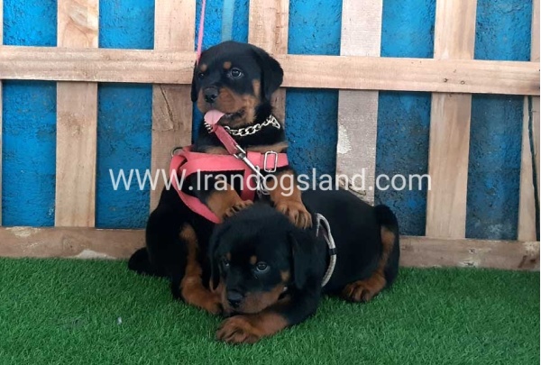 --rottweiler-60_12_276950919