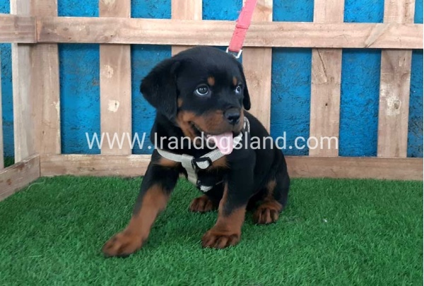 --rottweiler-60_2