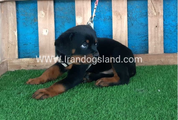 --rottweiler-60_3