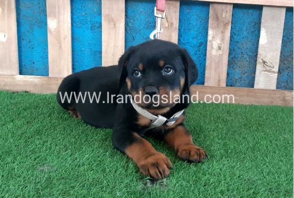 --rottweiler-60_4