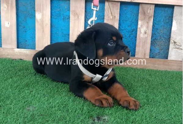 --rottweiler-60_5