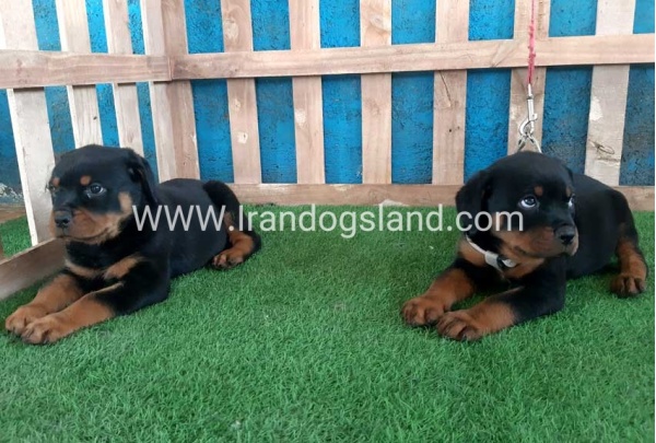 --rottweiler-60_6