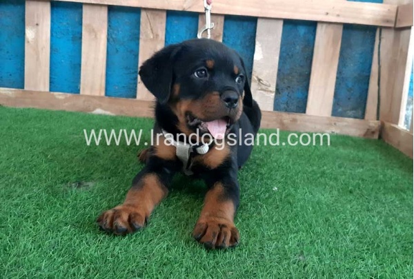 --rottweiler-60_7