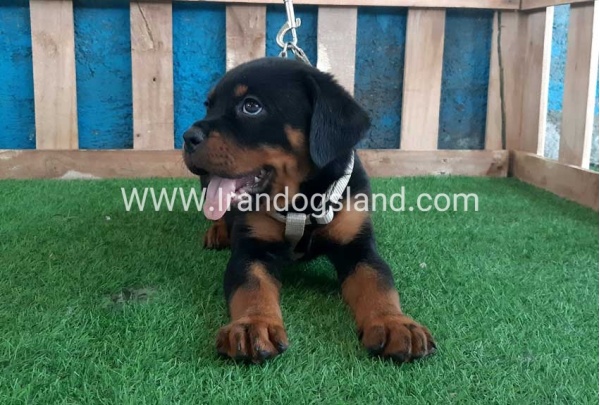 --rottweiler-60_8