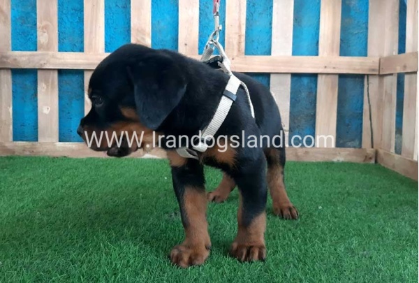 --rottweiler-60_9