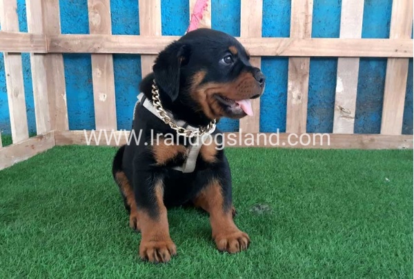 --rottweiler-61_1