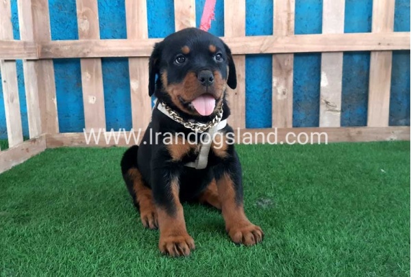 --rottweiler-61_2