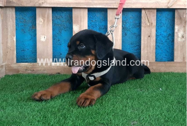 --rottweiler-61_3