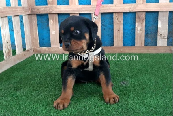 --rottweiler-61_4