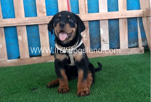 --rottweiler-66_1