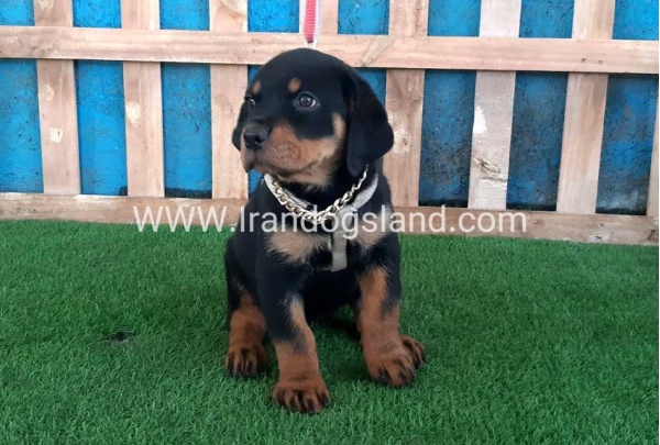 --rottweiler-66_10