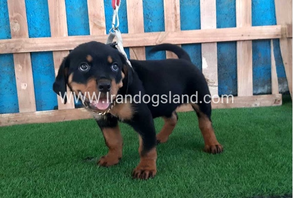 --rottweiler-66_11