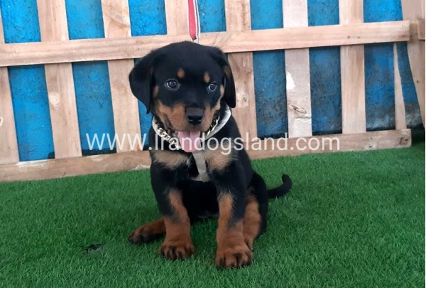 --rottweiler-66_12