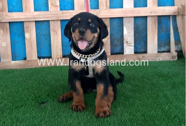 --rottweiler-66_2