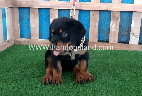 --rottweiler-66_3
