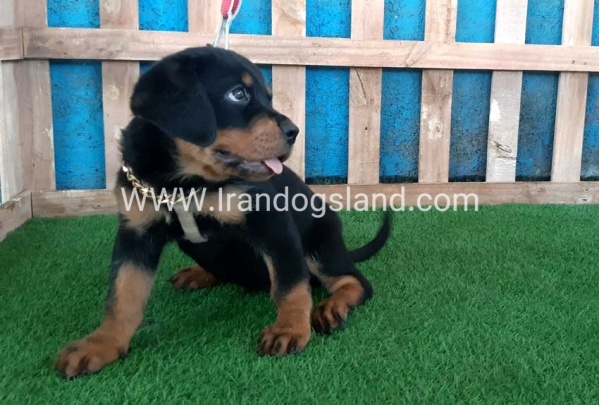 --rottweiler-66_4