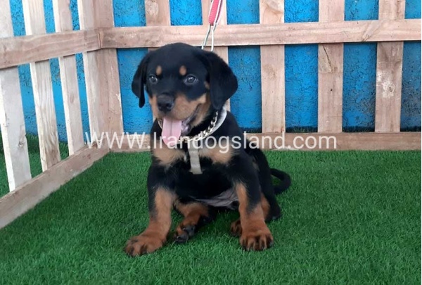 --rottweiler-66_5