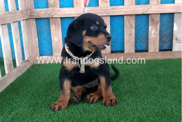 --rottweiler-66_6