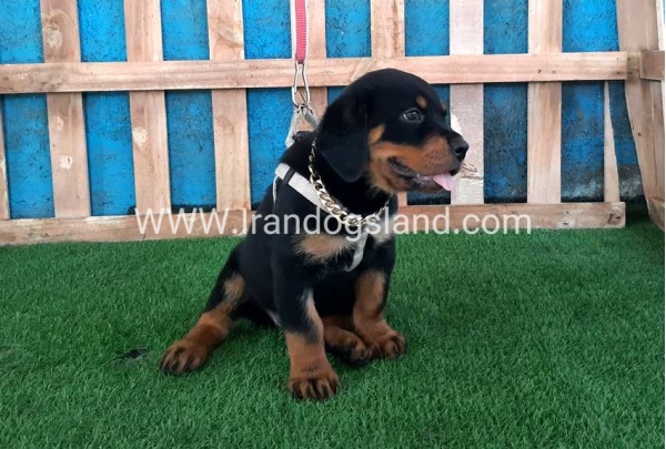--rottweiler-66_7