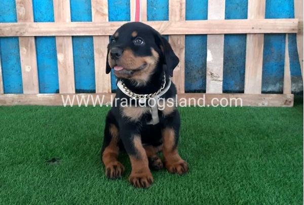 --rottweiler-66_8