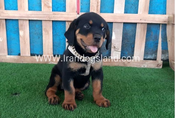 --rottweiler-66_9