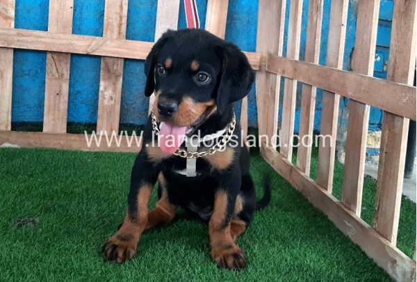 --rottweiler-68_10_1436213786